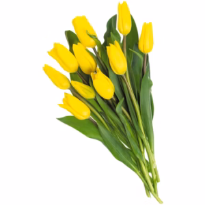 Tulip Bouquet