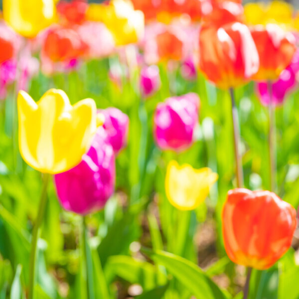 Tulip Bulbs