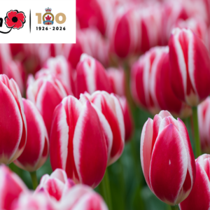 Legion 100 Tulip